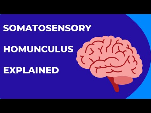What is the Somatosensory Homunculus or cortex?