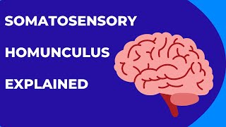 Somatosensory Homunculus Explained