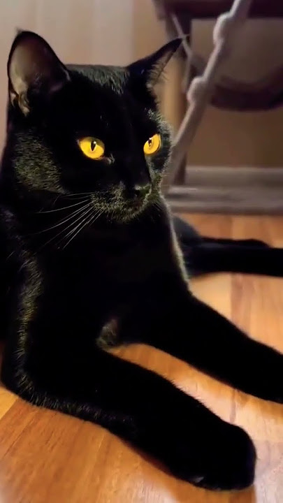 #shorts kucing Hitam Bermata kuning‼️‼️‼️‼️ #kucinghitam #blackcat #cat #meong #funny #meongmeong