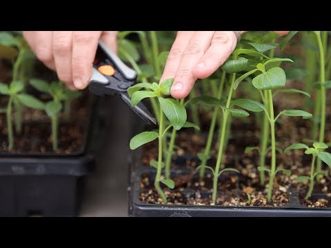 How To Pinch Seedlings For Fuller Growth x Higher Yields! Garden Answer