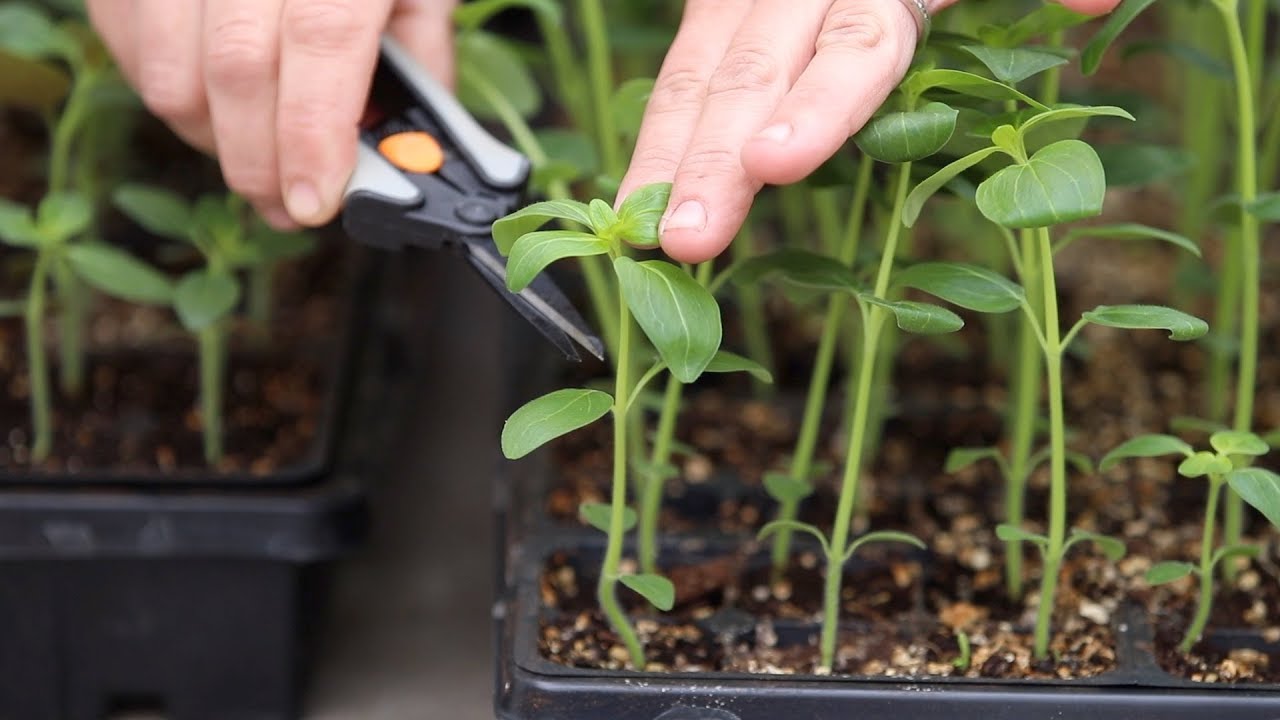 How to Pinch Seedlings for Fuller Growth & Higher Yields! 👌🌿// Garden ...