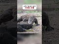 コモドオオトカゲの食事に密着 #動物 #コモドオオトカゲ #自然 #fyp #foryou