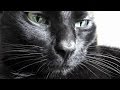The kits cats  vlog 2
