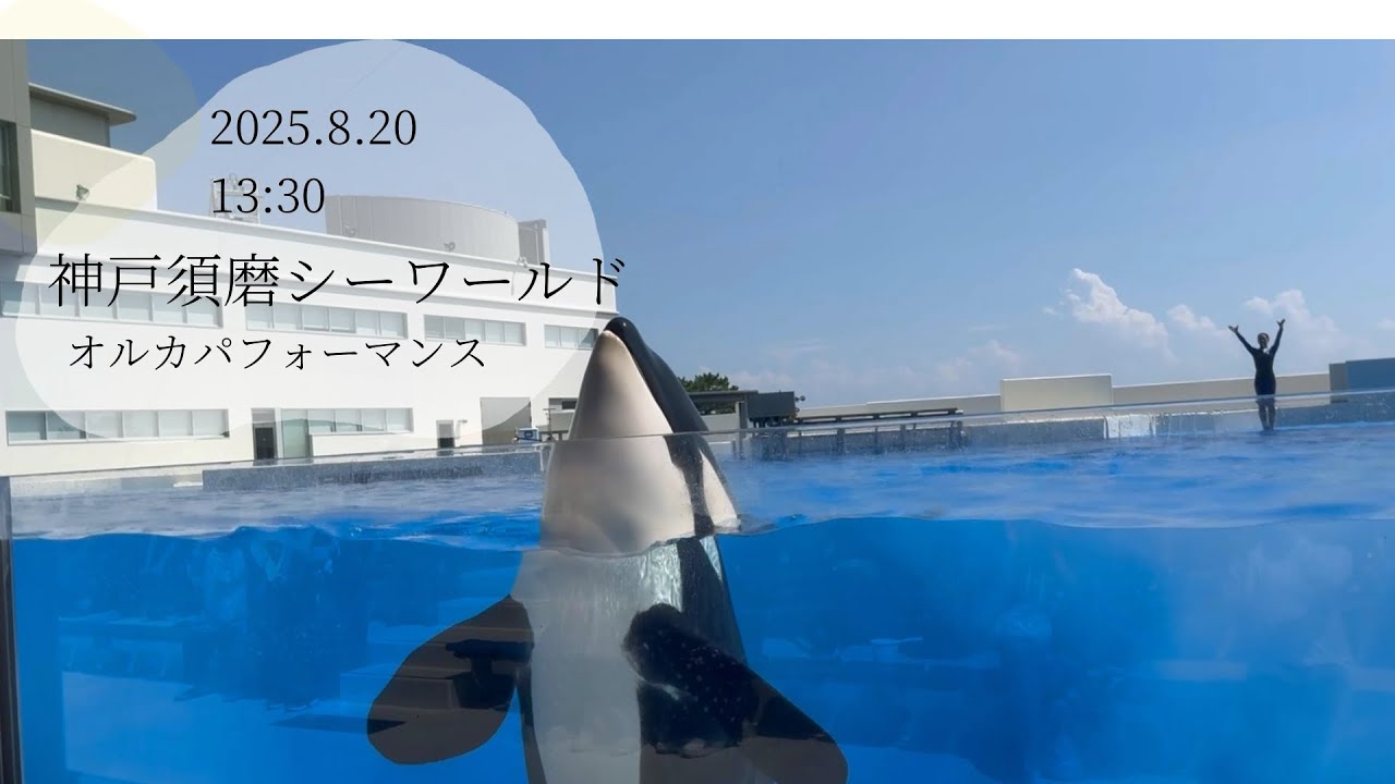 神戸須磨シーワールド オルカパフォーマンス 2025.8.20 13:30 - YouTube