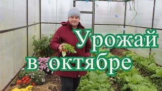 Урожай в октябре: овощи, ягоды, зелень, цветы. (18.10.2016)(Ссылка на видео про эксклюзивный сорт ремонтантной малины Карамелька: https://www.youtube.com/watch?v=jevwckz9K98 . Питомник..., 2016-10-24T13:15:17.000Z)