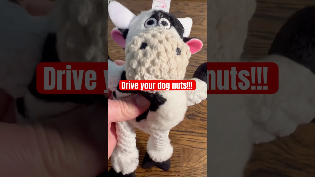 Tested Squeaky Dog Toys…this was great!!! 