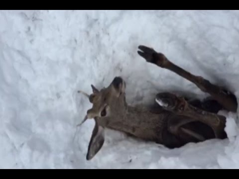 La historia del venado que sobrevivió a la nieve