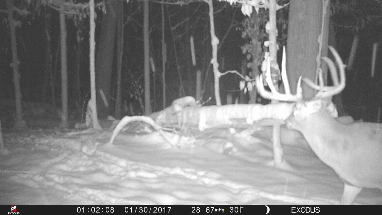 How big bucks react to trail cameras YouTube