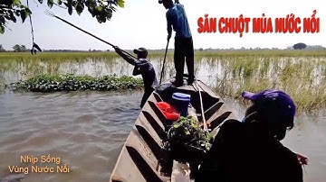 Trãi nghiệm săn bắt chuột đồng mùa nước nổi ở Miền Tây l Mùa Nước nổi 2022 l Thanh Đặng Vlog