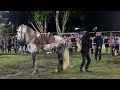 El palomito con Luciano Mota y sus caballos bailadores