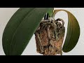 My Orchid Is Dying..... Phalaenopsis Orchid Rescue Repotting