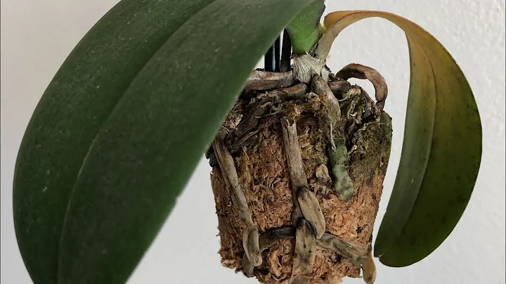 My Orchid Is Dying..... Phalaenopsis Orchid Rescue Repotting - DayDayNews