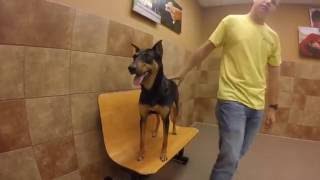 HSOY dogs at PetSmart Yuma, AZ
