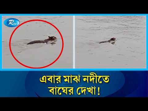 পর্যটকদের সামনেই সাঁতরে নদী পার হলো বাঘ! | Tiger Swimming | Rtv
