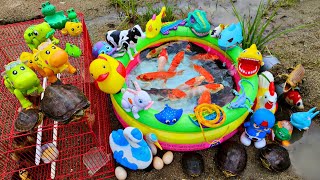 Fishing for giant catfish in ponds, ornamental fish, colorful fish, turtles, ducks, goose, cows