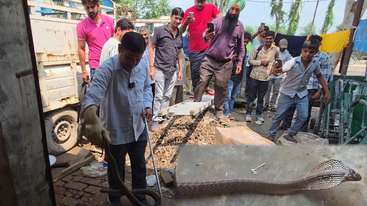 पहले दिखी केंचूली, फिर मिला कोबरा ///स्नेकमैन सतीश (फफडाना)-9255130130