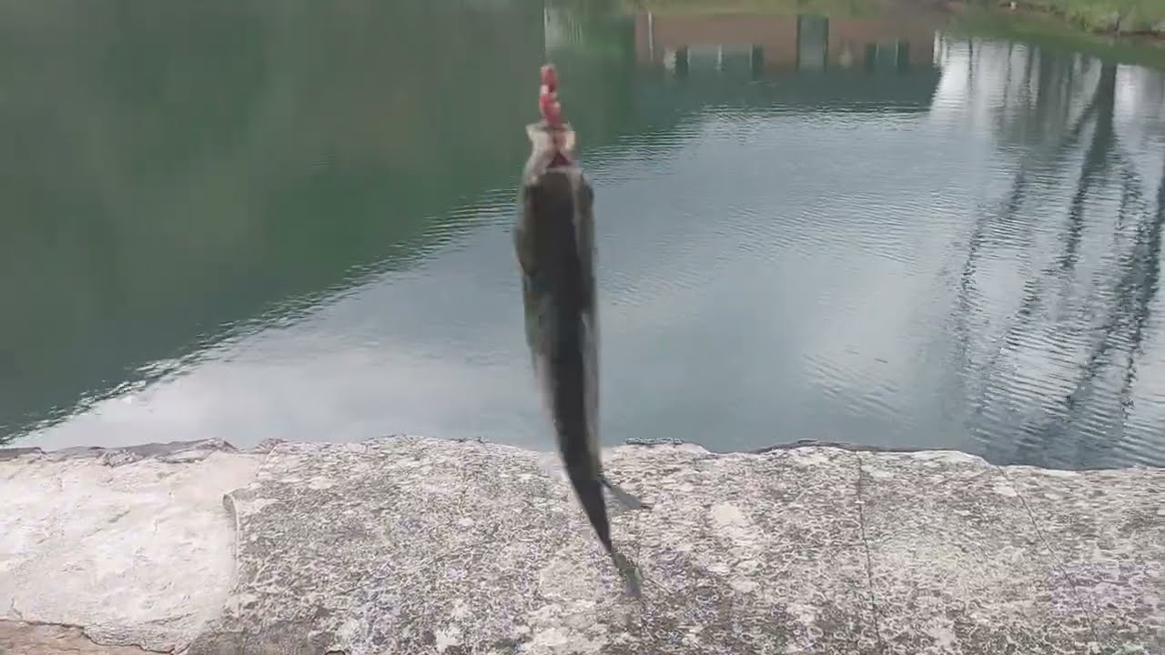 3rd fish of the day Casio fish time is never wrong