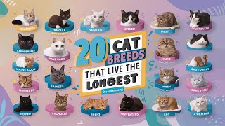 Top 20 Cat Breeds That Live The Longest | Pets Caring Hub