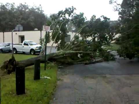 Down tree at Warwick Neck School