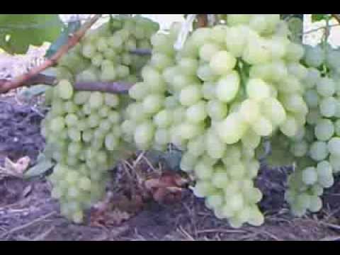 Виноград к-ш Столетие
