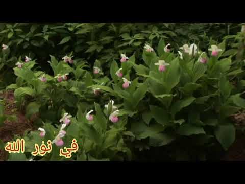 أجمل تواشيح ما قبل الفجر للشيخ النقشبندي