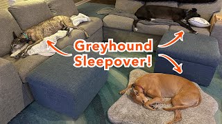 First Night with 3 Greyhounds! by Hi, I'm Steph 1,754 views 3 months ago 8 minutes, 21 seconds