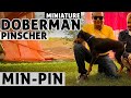 Min Pin - The Miniature Doberman Pinscher | Small Toy Puppy | High Energy Dog Breed | Badal Bhandari