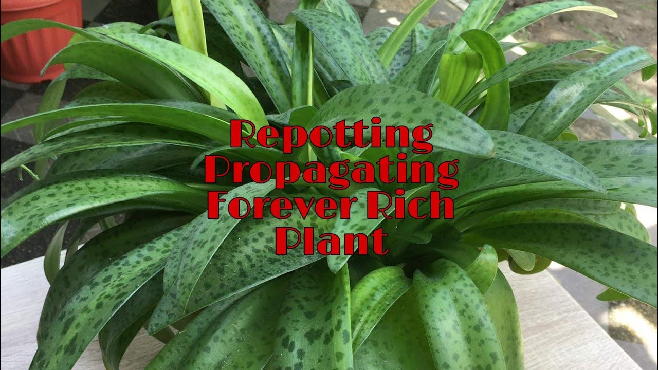 hanging plants pothos Artificial Plant Hanging Pothos 22"