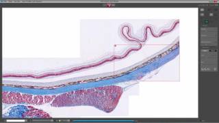 Jenoptik Gryphax Software Panorama Feature screenshot 4