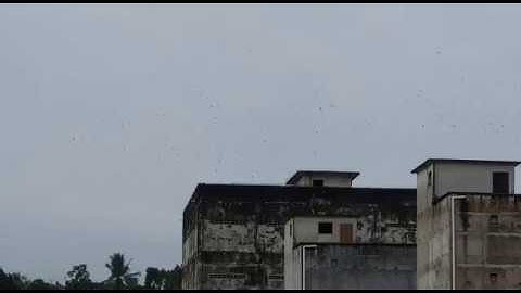 YSC Swiftlet Farm (金井燕子城)