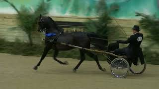 2024 Buckeye Arabian Horseshow