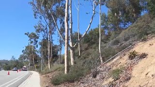 Poway starts cutting down about 2,700 trees to mitigate fire danger