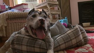 Senior Dog 'Monster' Plays Important Role in Wedding