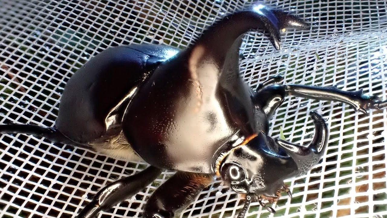 オーストラリア最大のカブトムシは鳴く！【オーストラリア虫さがし #04】