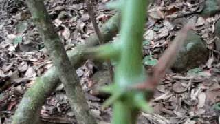 Medicinal jungle plant, Cocolmeca.( smilax )
