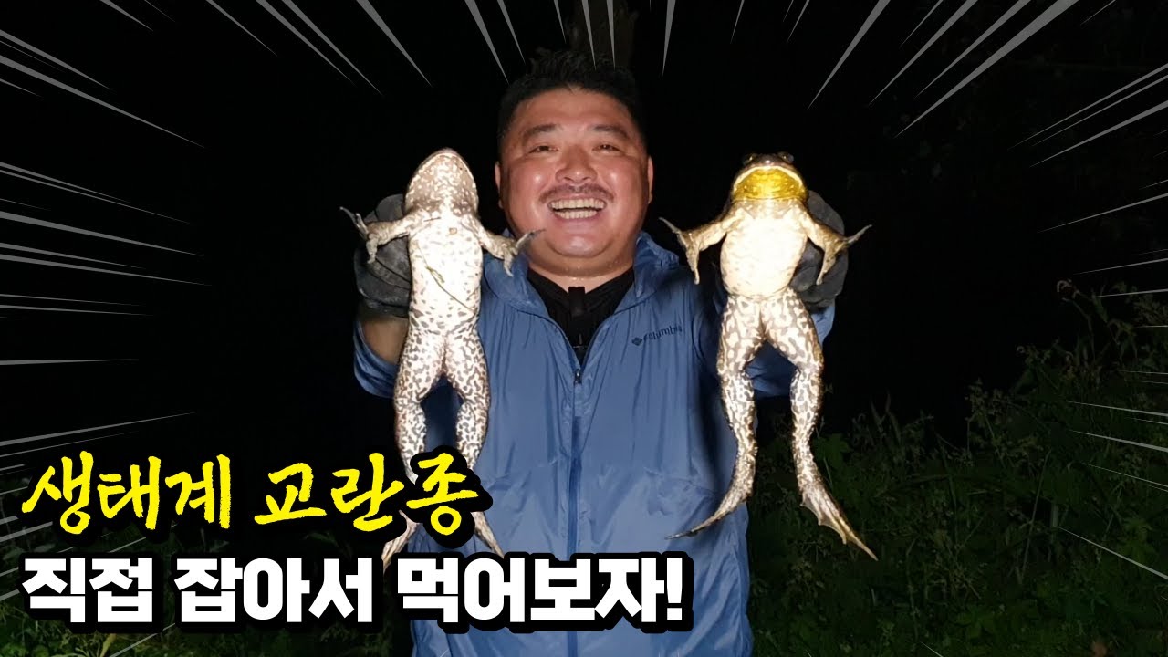 위험합니다! 생태계 교란종 황소개구리 직접 잡아서 먹어보자!