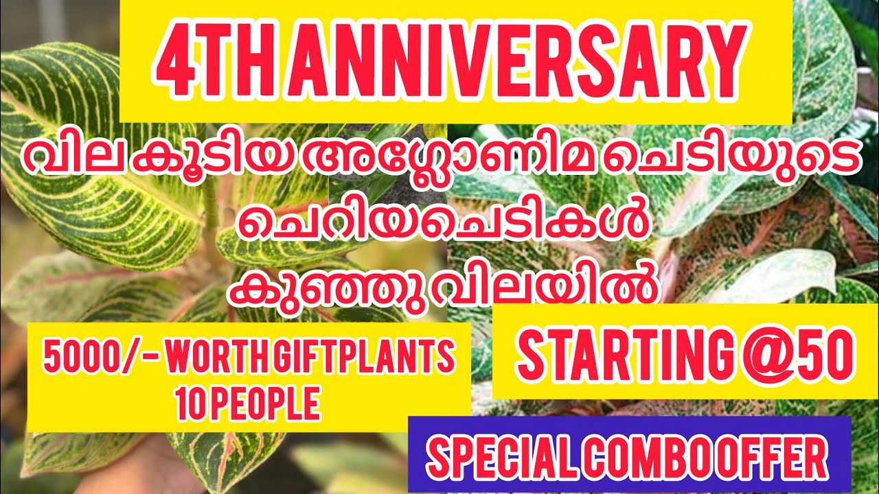 ആയിരങ്ങൾ വിലവരുന്ന അഗ്ലോനിമയുടെ ചെറിയ ചെടികൾ കുഞ്ഞു വിലയിൽ.Special Calathea, aglonima combooffer.