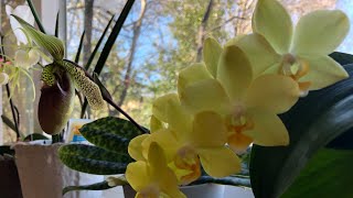 Orquídeas en floración 😍#orquideas #plants #plantas #melodyorquideas #orchid