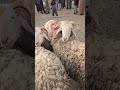 #trending #horseart #horse #animals #shortvideo #automobile #goat #cow #horseriding #سوق #reels