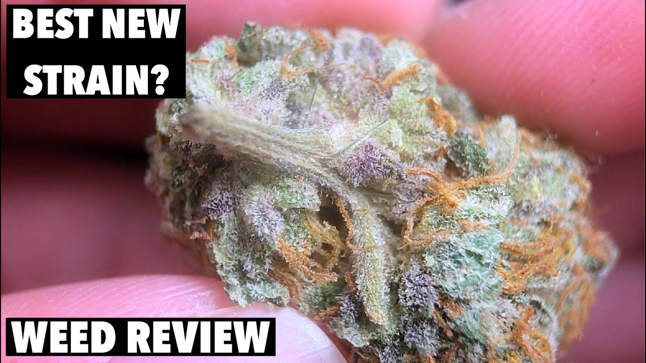 NEW Favorite Strain!? | Shoki (WEED REVIEW)