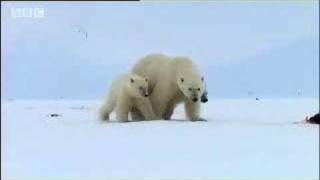 Polar bears search for food  David Attenborough   BBC wildlife