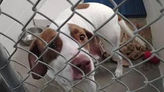 Dogs at the Olathe Animal Shelter November 8 2021