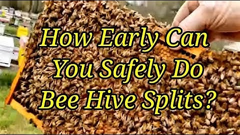 How Early Can You Safely Do Bee Hive Splits?