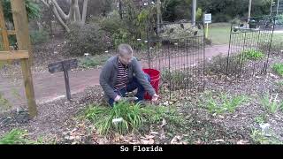 Florida Betony in a Garden Bed