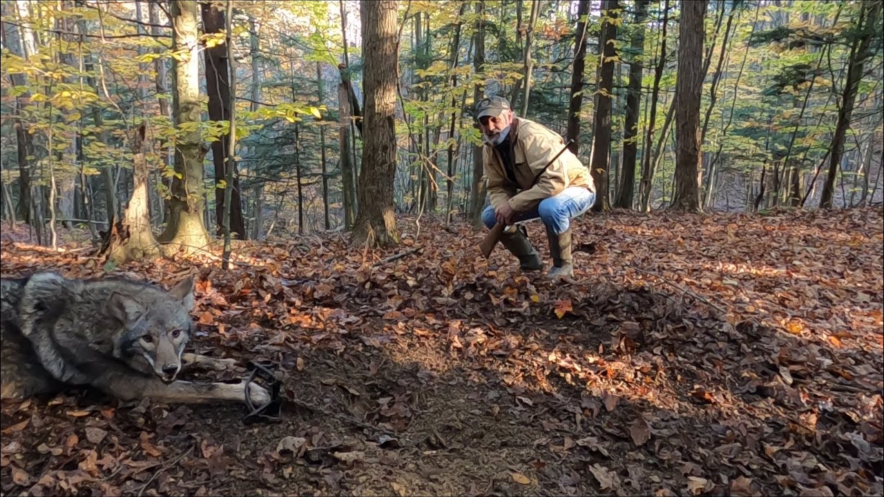 Fox & Coyote 2021 Trapping Season Series Day 1517 “ITS HAPPENING