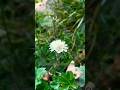 каяСекретное растение для здоровья желудка и нервов!🍀🌾 #Yuotubeshorts #ГоловчаткаГигантская