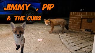 Pip was first tonight! #fox #wildlife #cuteanimals #cute #viral #vlog #mylife #nightlife #fyp