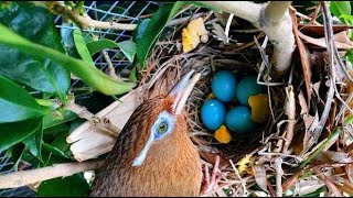 画眉鸟正处于孵化期，为了给它补充营养，看主人喂了啥好料