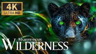 Majestic Escape Wilderness 4K  Discovery Fantastic Animals of World Movie with Smooth Relax Music