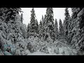 Walking in Snowy Forest in Lapland Finland